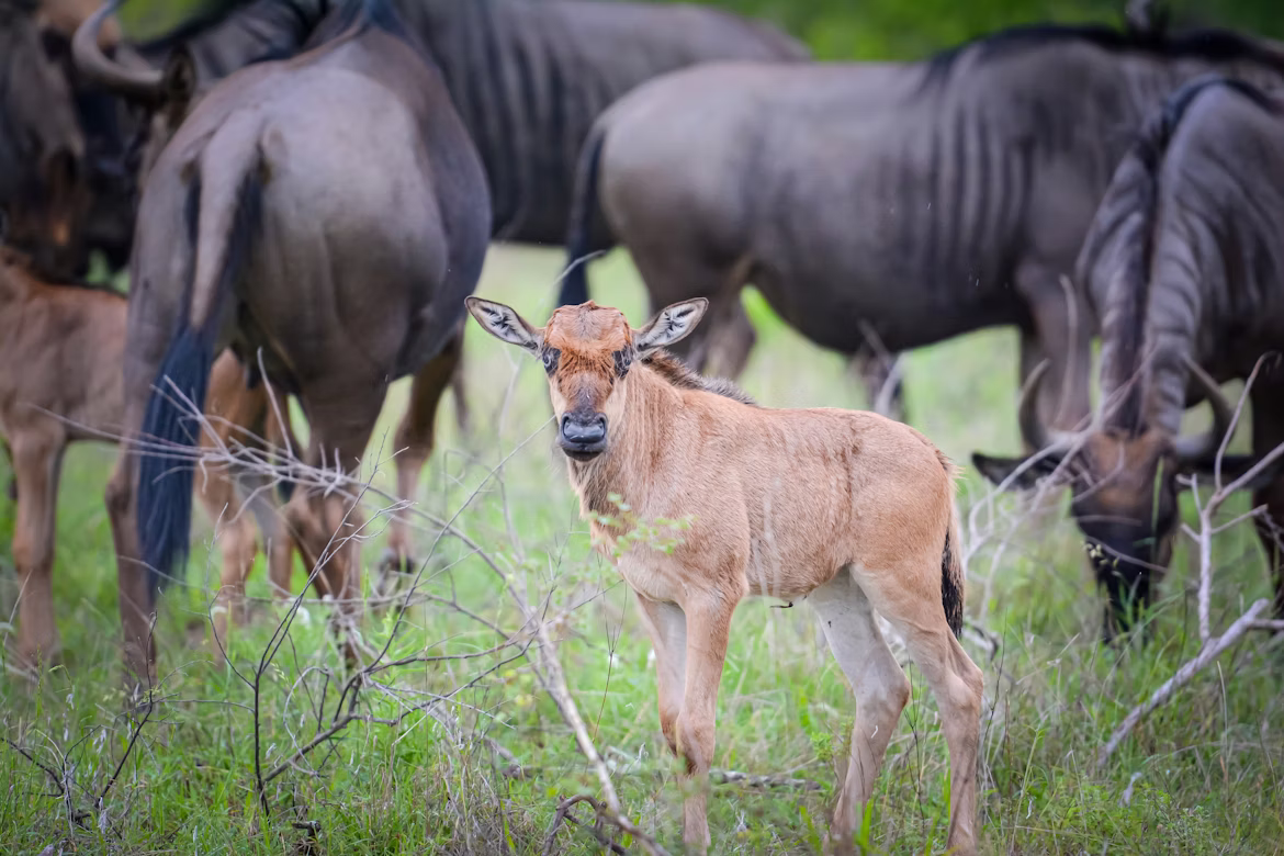 A newborn wildebeest calf standing with its mother on the green grass of the Ndutu plains during the Great Migration calving season.