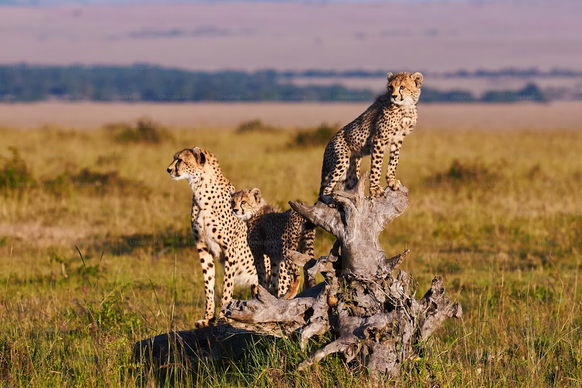 serengeti National Park Safari