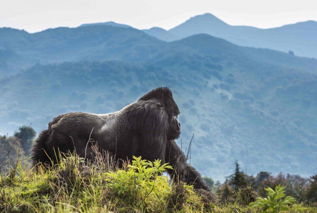 3 Day Rwanda Gorilla Trekking Safari in Volcanoes National Park