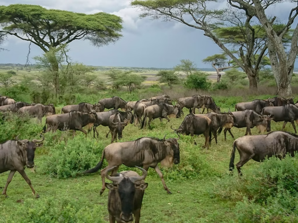 Wildebeest calves and predators in Ndutu plains on a Ndutu Calving Season Safari from Zanzibar