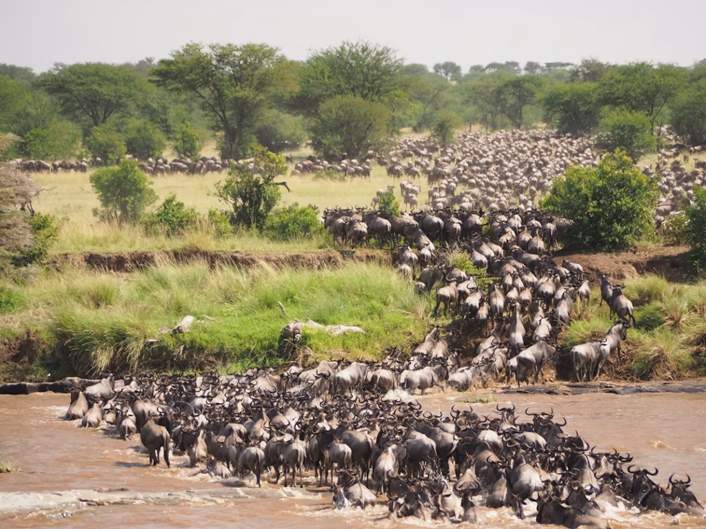Wildebeest crossing Mara River during Great Migration safari in Northern Serengeti