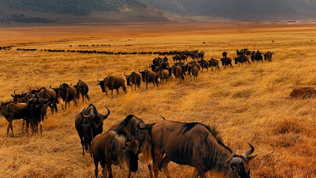 5-Days-Serengeti-Migration-Safari-Lodge-Safari