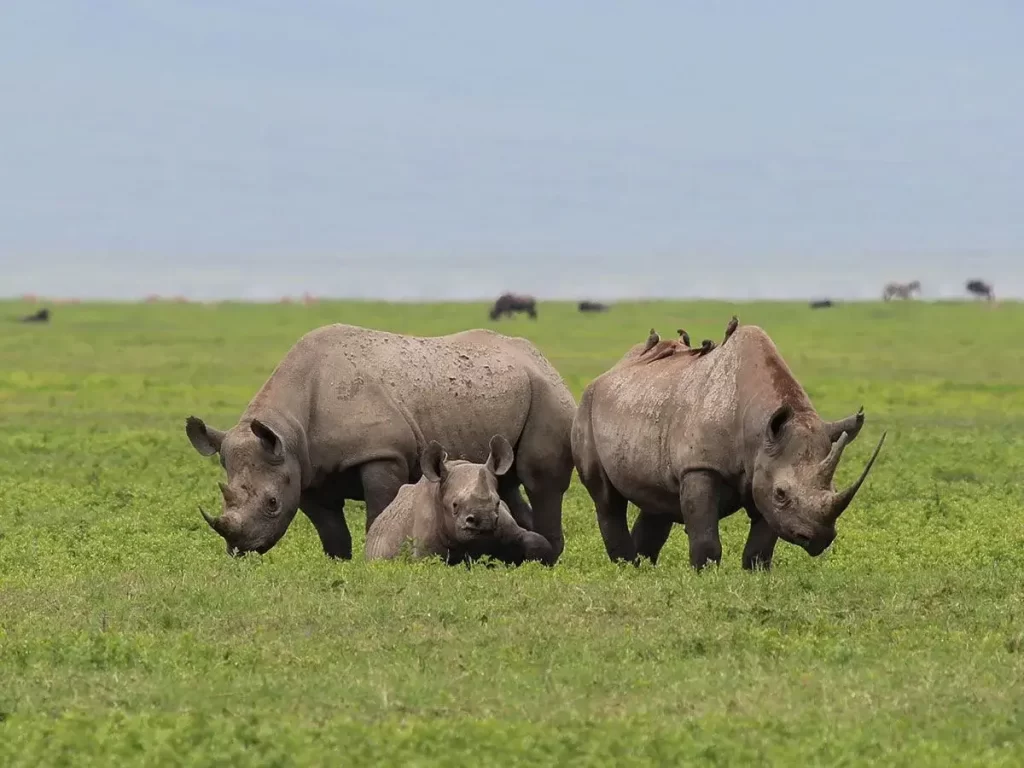 Honeymoon-Tanzania-Safari-Tour-Day-6