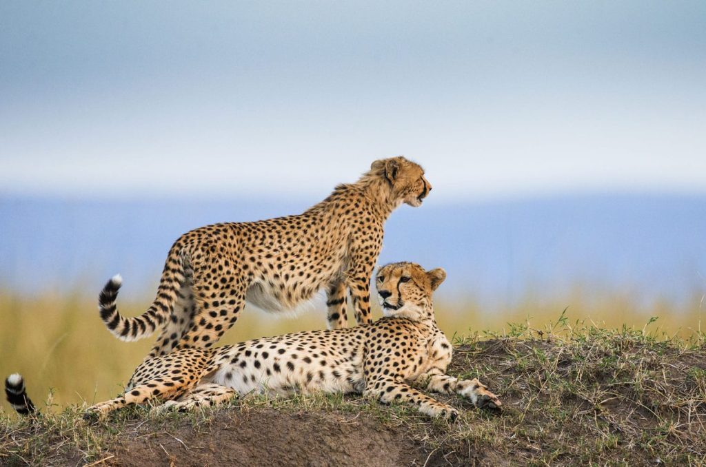 cheetah
