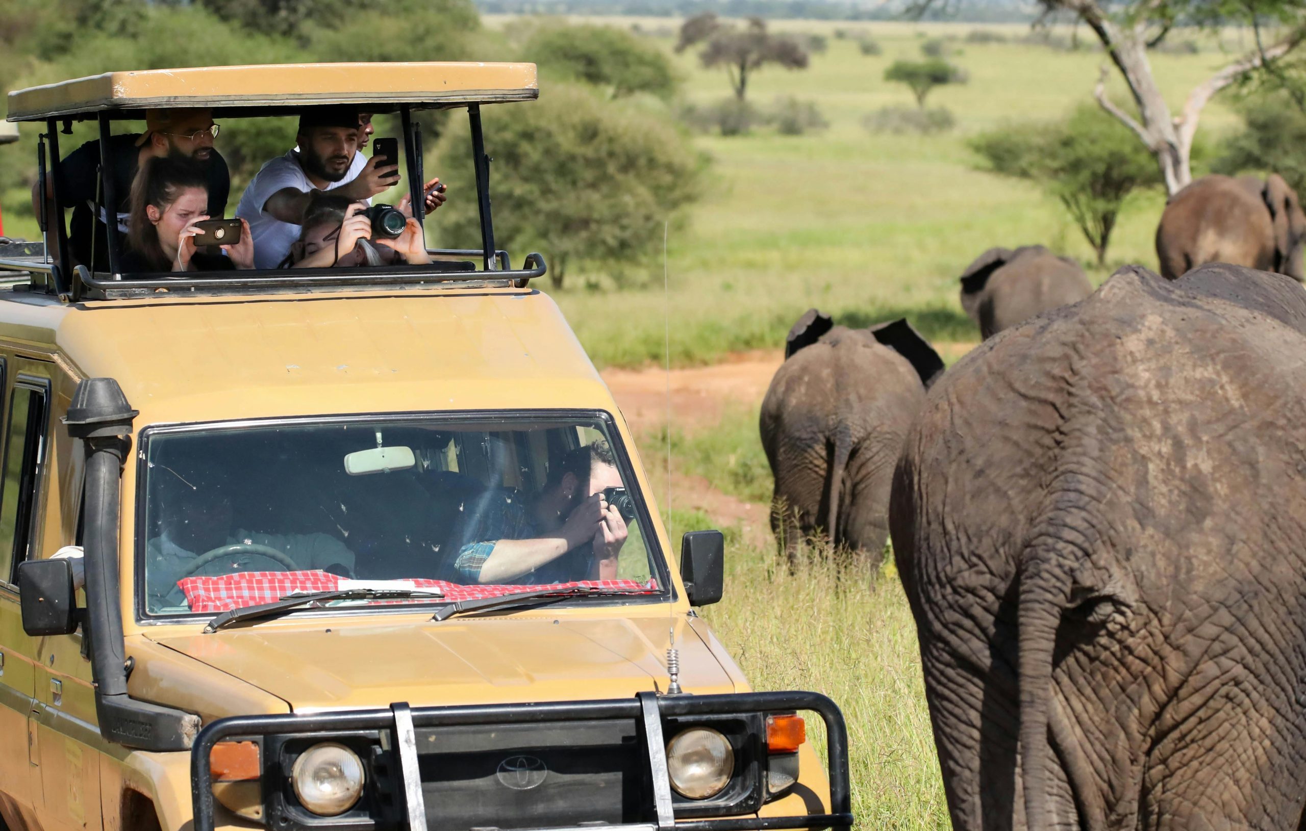 elephants in Tarangire National Park family safari