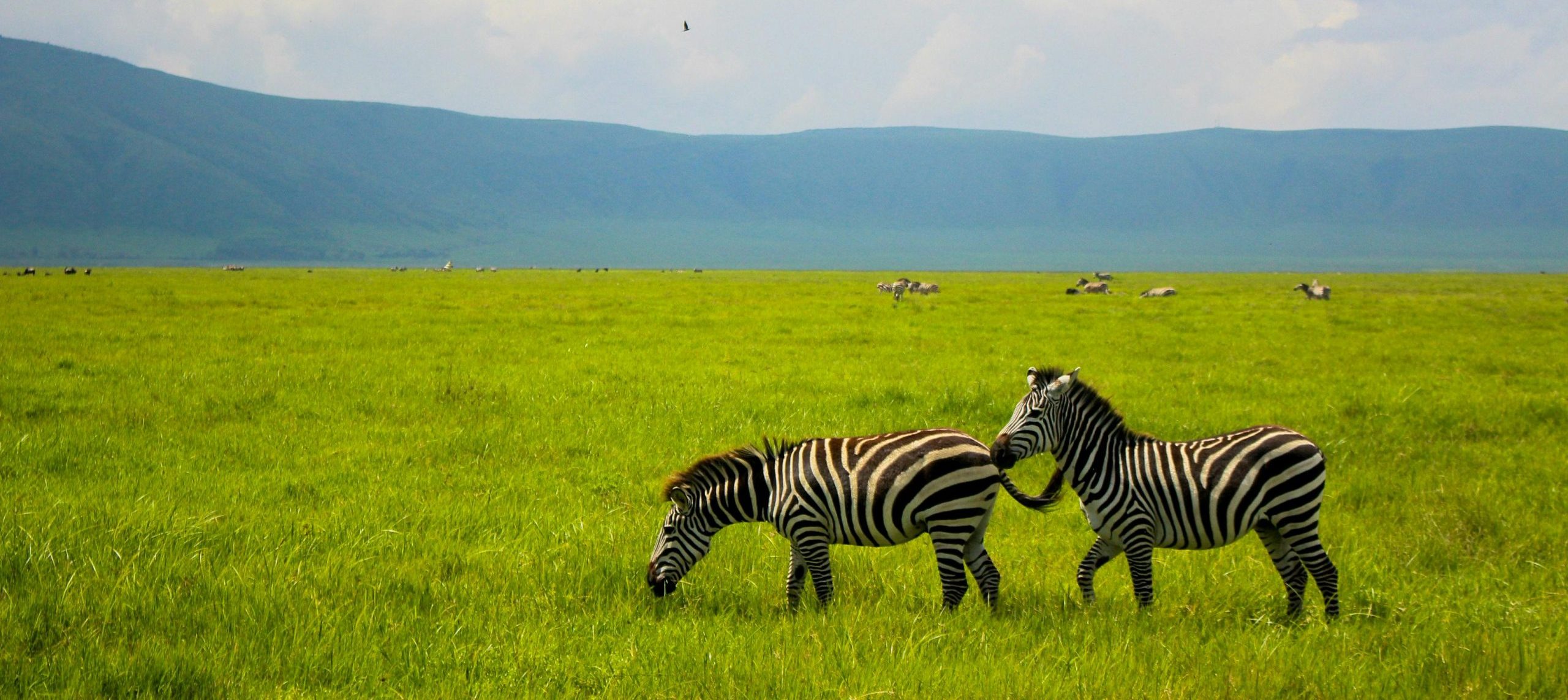 wildlife in Ngorongoro Crater easy safari