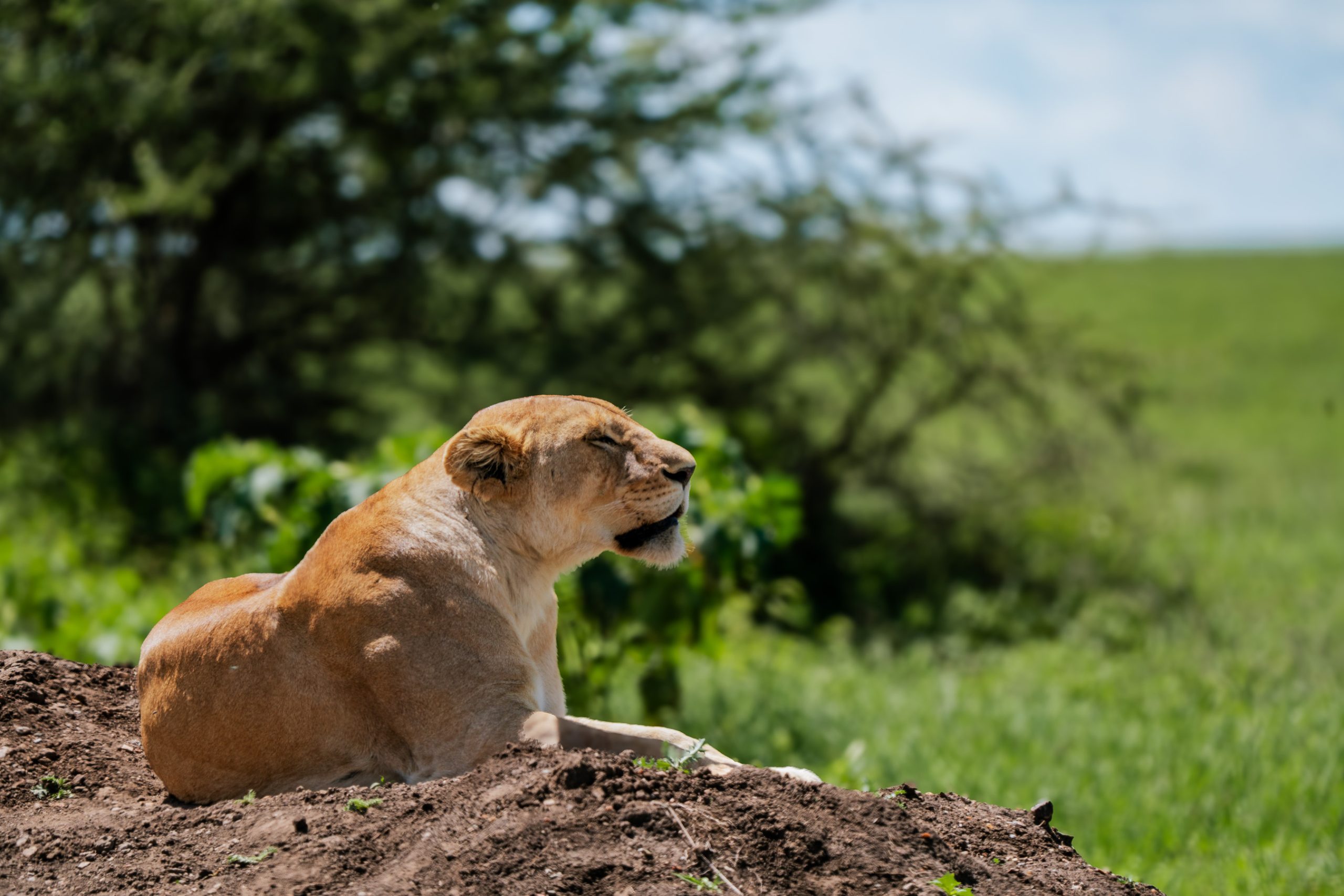 tarangire National park