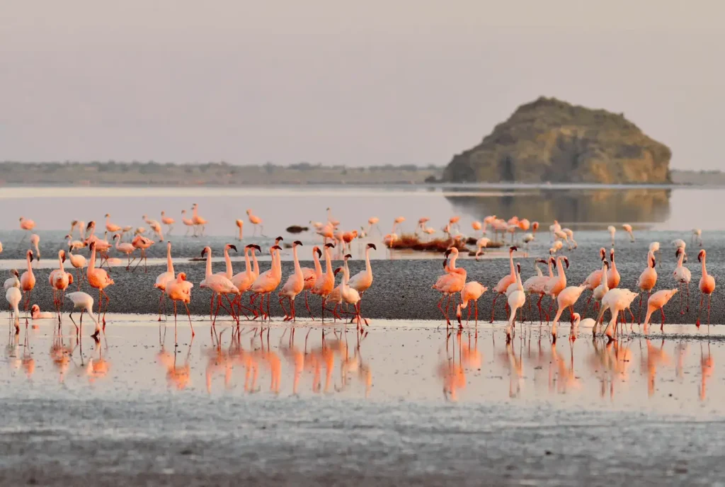 A large flock of pink flamingos stands and walks in shallow, reflective water near a flat shoreline, with a distinct rocky volcanic hill rising in the background under a soft evening sky.