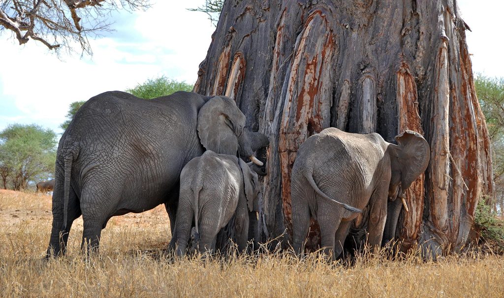 Elephants walking across savannah on a 3 day tanzania Safari & Kilkimanjaro Day Hike