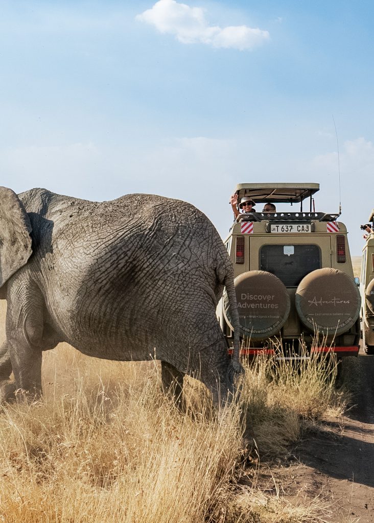 A very large African elephant stands right next to a safari vehicle filled with tourists on a dirt road in a dry, grassy field.