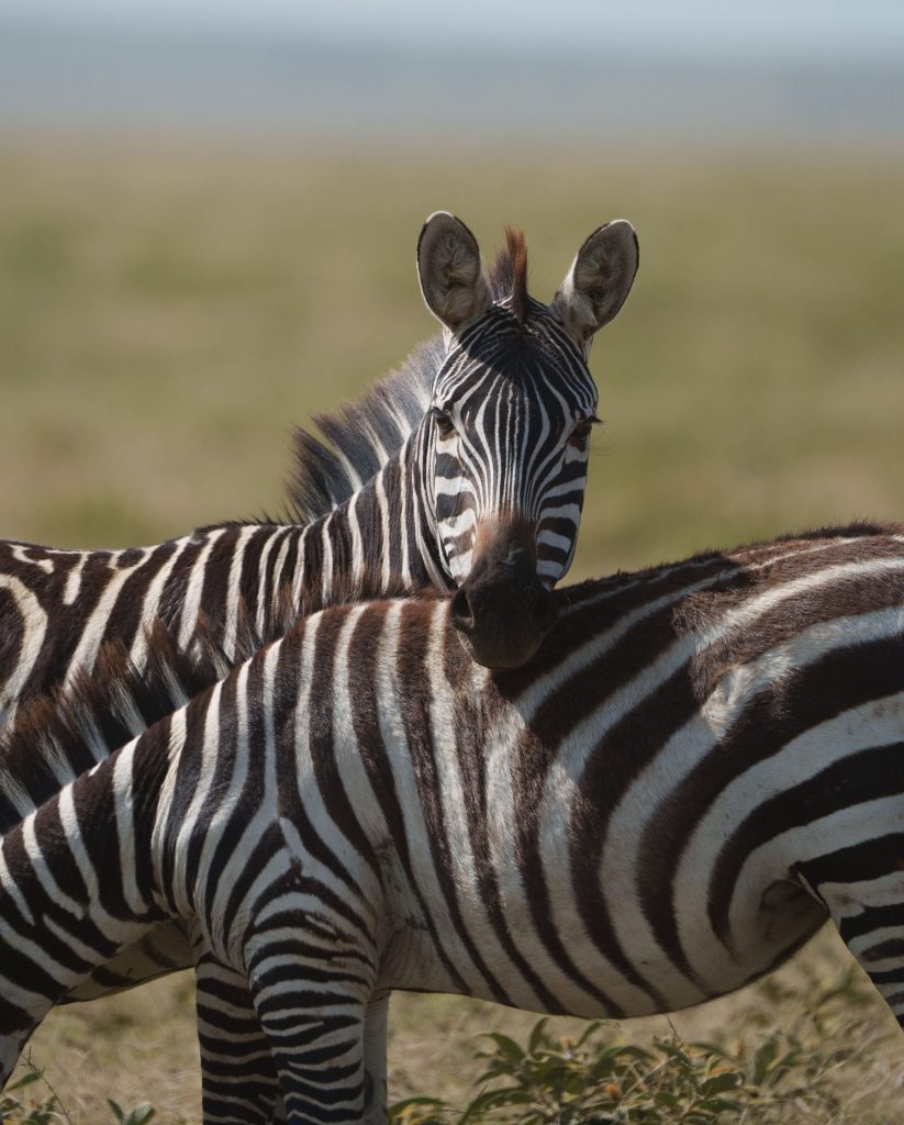 A close-up view of a zebra resting its head gently on the back of another zebra in a sunny, grassy field.