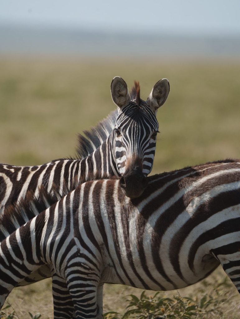 A close-up view of a zebra resting its chin gently on the back of another zebra's striped neck, both facing forward against a softly blurred golden grass savanna backdrop.