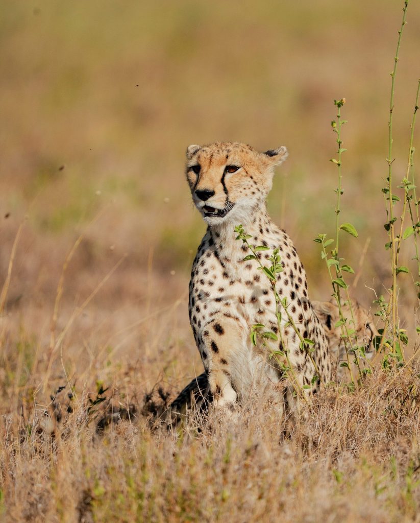 A close-up profile view of a cheetah sitting amidst tall savanna grasses, looking off to the right side of the frame against a pale, soft sky.
