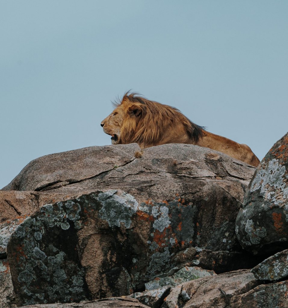 A majestic male lion with a full brown mane resting peacefully on top of a massive, weathered grey granite rock formation against a light blue sky.