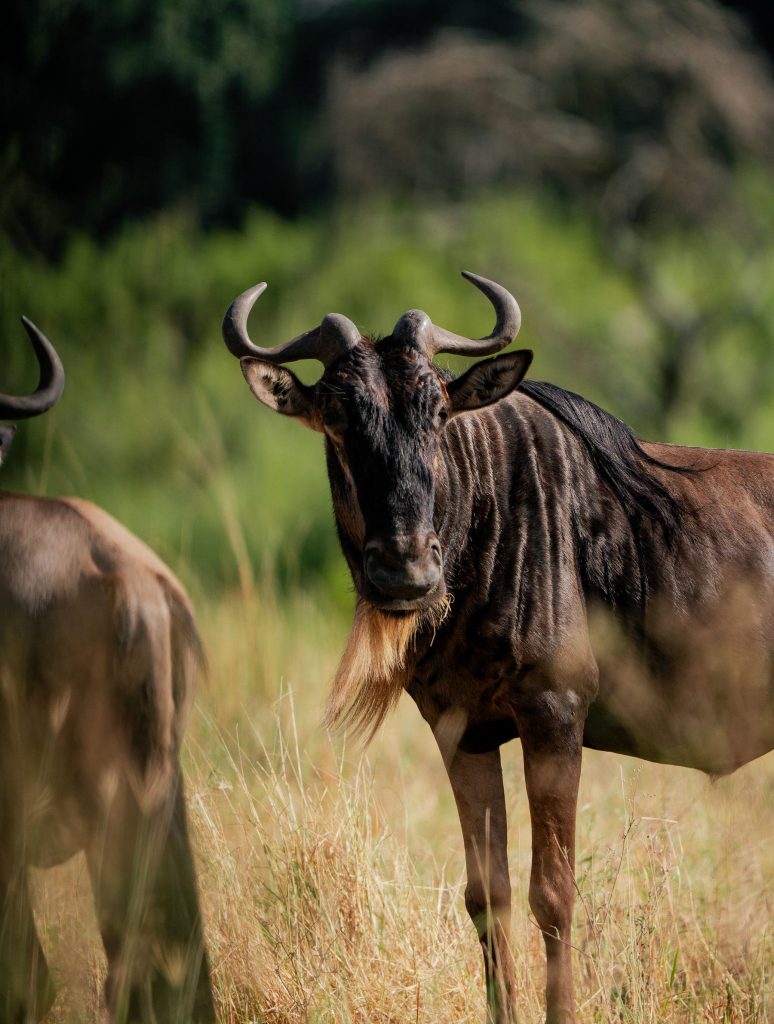 A close-up profile view of a mature blue wildebeest walking through a grassy field, showcasing its distinct curved horns, dark vertical body stripes, and light-colored beard.