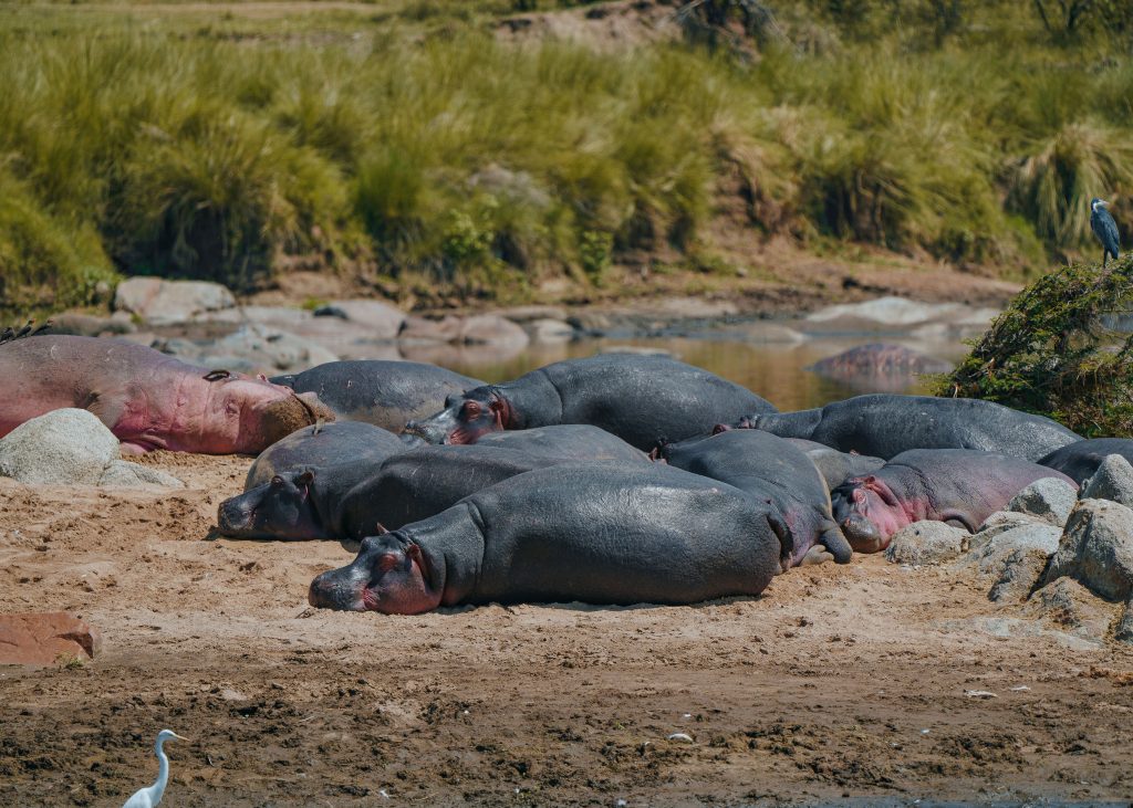 A large group of dark grey hippopotamuses sleeping and resting close together on a sandy riverbank next to the water.