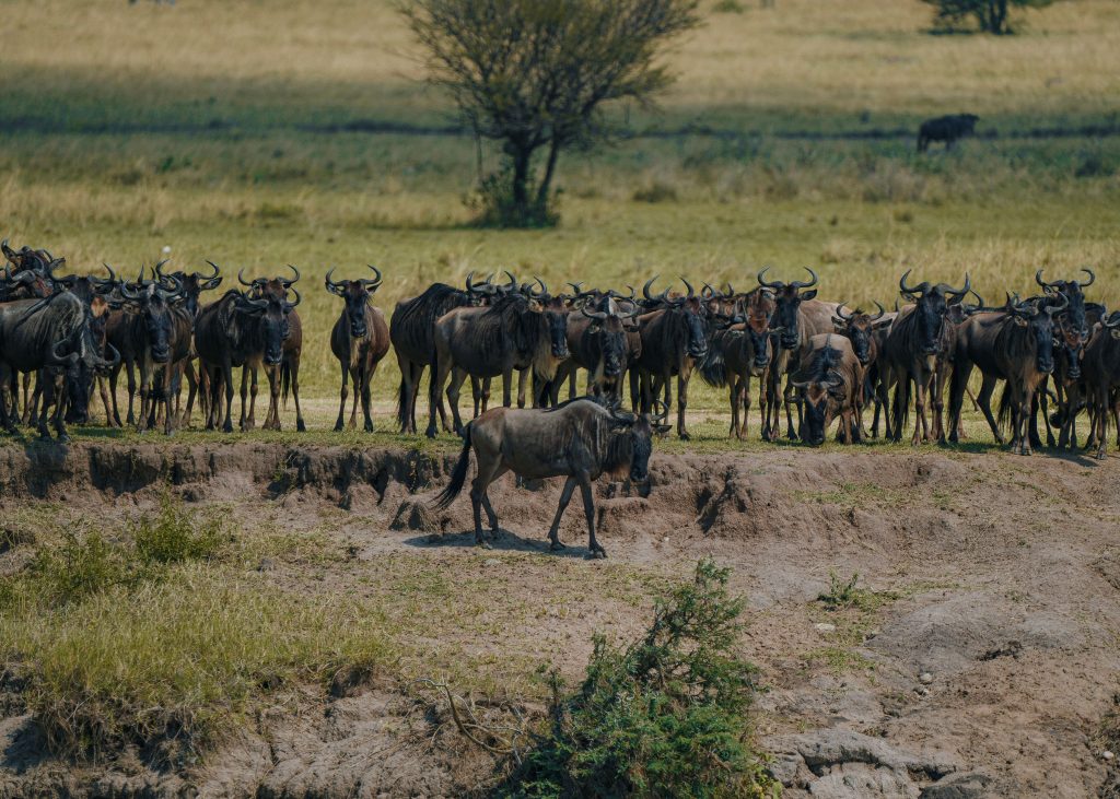 wildebeests gathering in a green grassy meadow in the foreground, with a long line of animals trailing back into rolling green hills under a bright sky.
