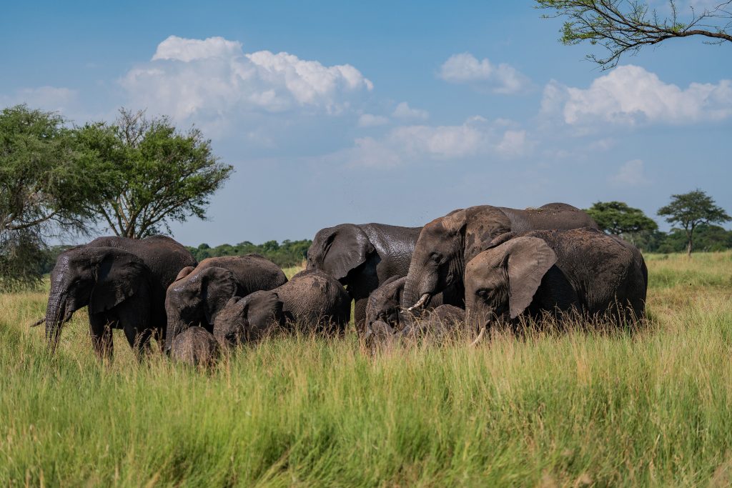 A very large African elephant stands right next to a safari vehicle filled with tourists on a dirt road in a dry, grassy field.