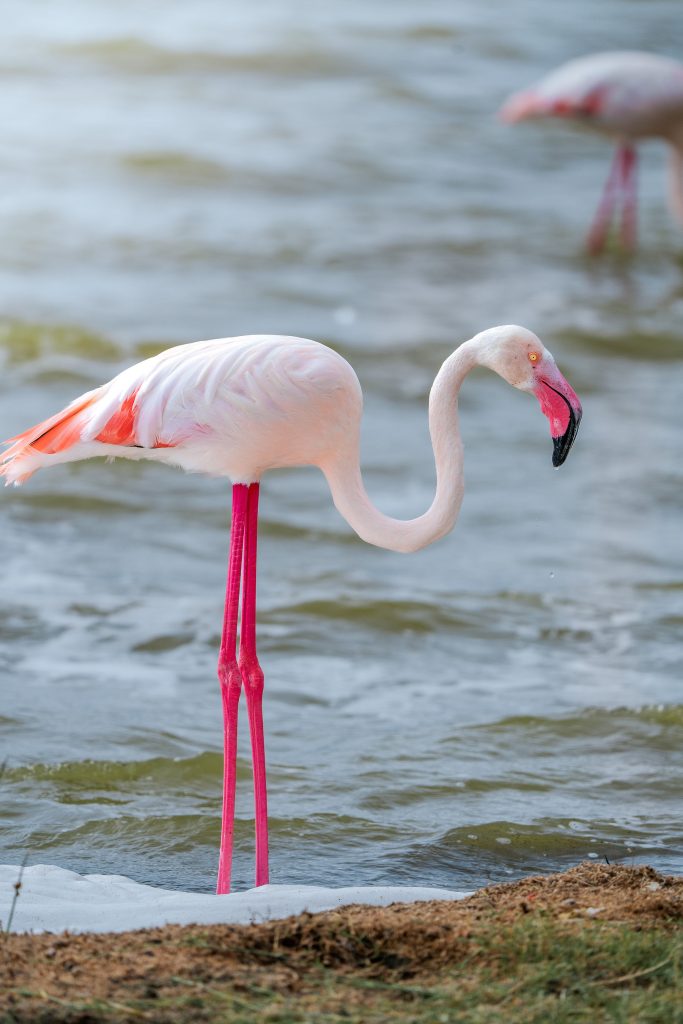 Greater Flamingo with pale pink plumage, extremely bright pink legs, and a black-tipped pink bill standing in rippling shallow water near a grassy bank.
