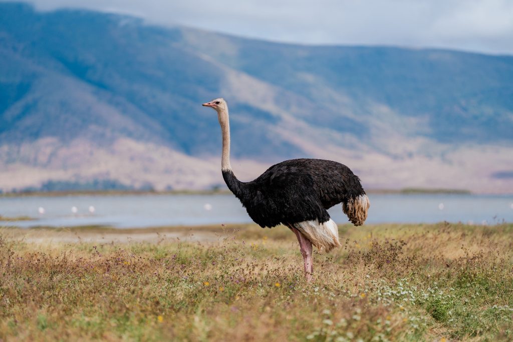 A large male common ostrich standing in a grassy field in the foreground, showing its distinct black plumage, white wing tips, and long neck, set against the backdrop of a shallow lake and the massive, hazy blue Ngorongoro Crater wall under a cloudy sky.