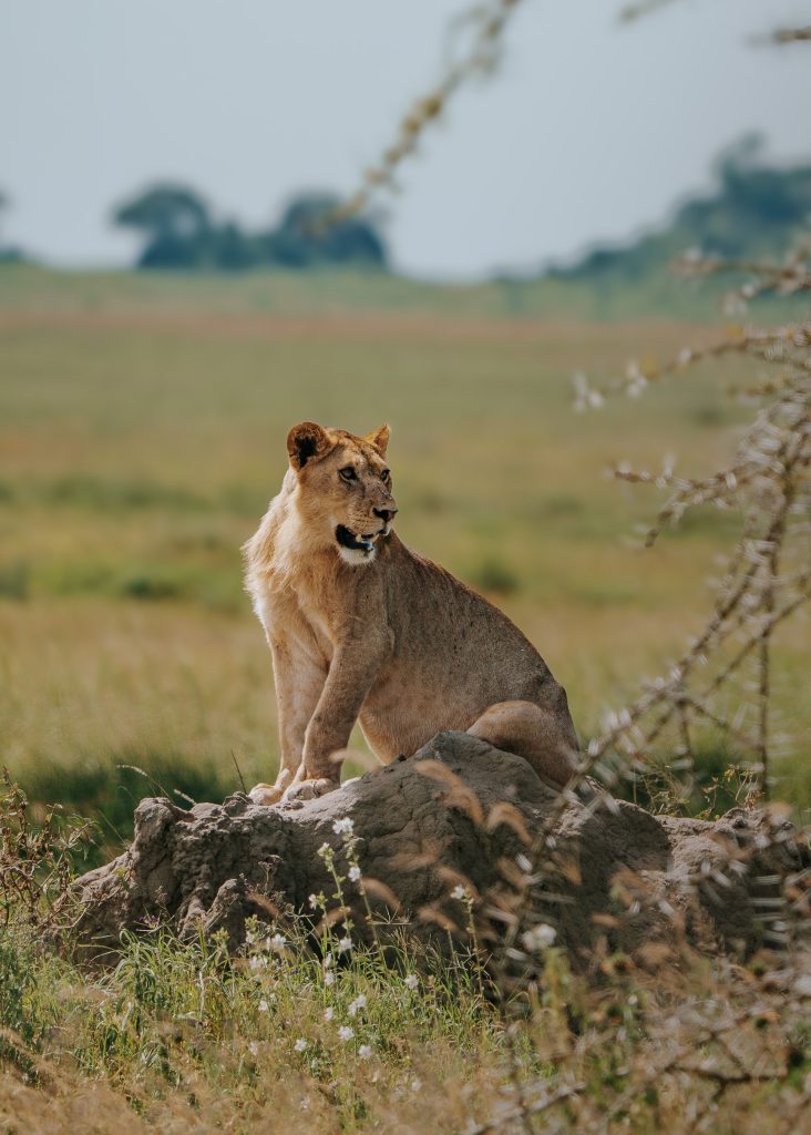 A young lion sits alert on top of a dark dirt mound in a grassy plain, looking off to the side with green bushes in the background.