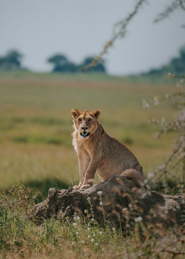 A young lion sits perched atop a small, raised earthen mound or termite hill, looking directly at the camera with an open-plains savanna landscape softly blurred in the background under a pale sky.