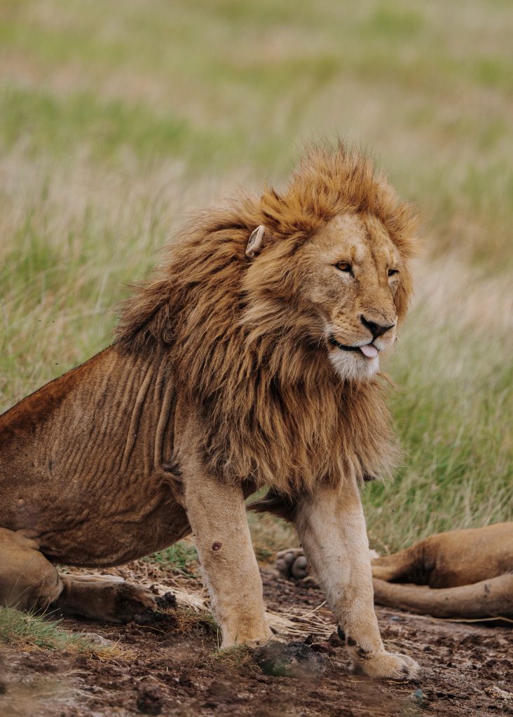 A large male East African lion with a thick golden-brown mane sitting upright on muddy ground, looking to the right with its tongue slightly sticking out in a grassy savanna.