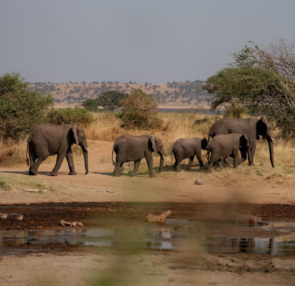  A small family herd of five African elephants treks in a neat line across a dry dirt path toward a muddy watering hole under a pale sky.