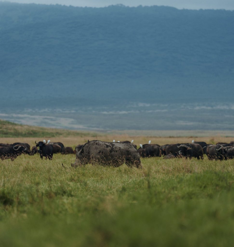 A large black rhinoceros stands in a green grassy field with a large herd of African buffaloes behind it under a cloudy sky.