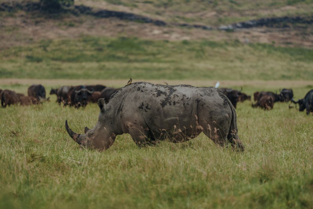 A large, muddy rhinoceros grazes on green grass with a herd of dark African buffaloes standing further away in the background.