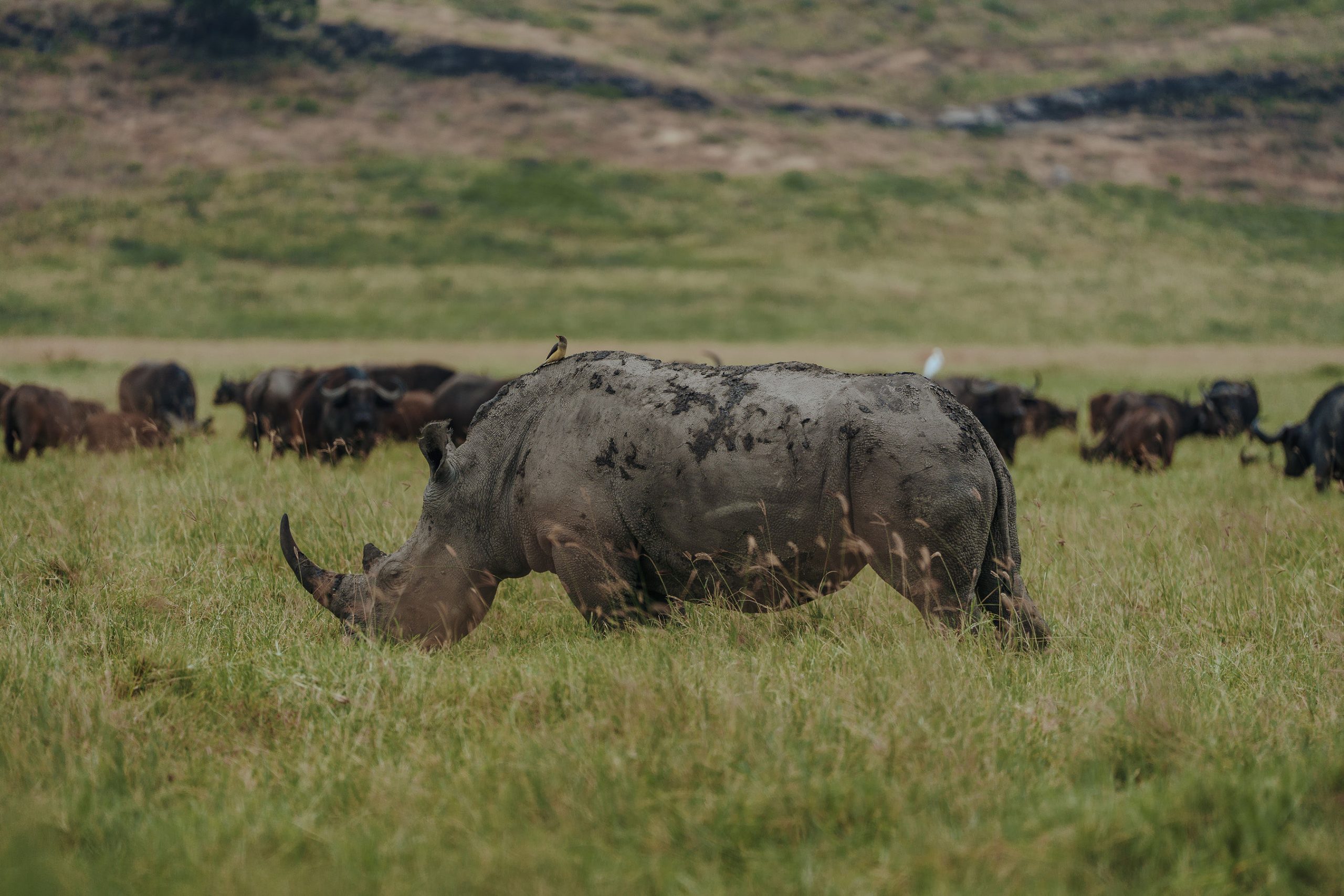 A large, mud-covered black rhinoceros grazing on green grass in the foreground inside the Ngorongoro Crater, with a small oxpecker bird perched on its back and a herd of African buffalos grazing in the blurred background near the sloping crater wall.