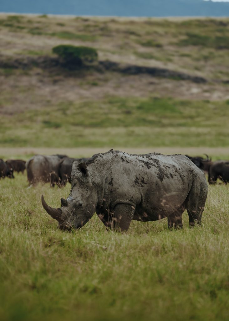 A massive black rhinoceros covered in dried mud grazing in a grassy savanna, facing left with its sharp horn lowered, while a blurred herd of buffalos stands in the background near a distant ridge.