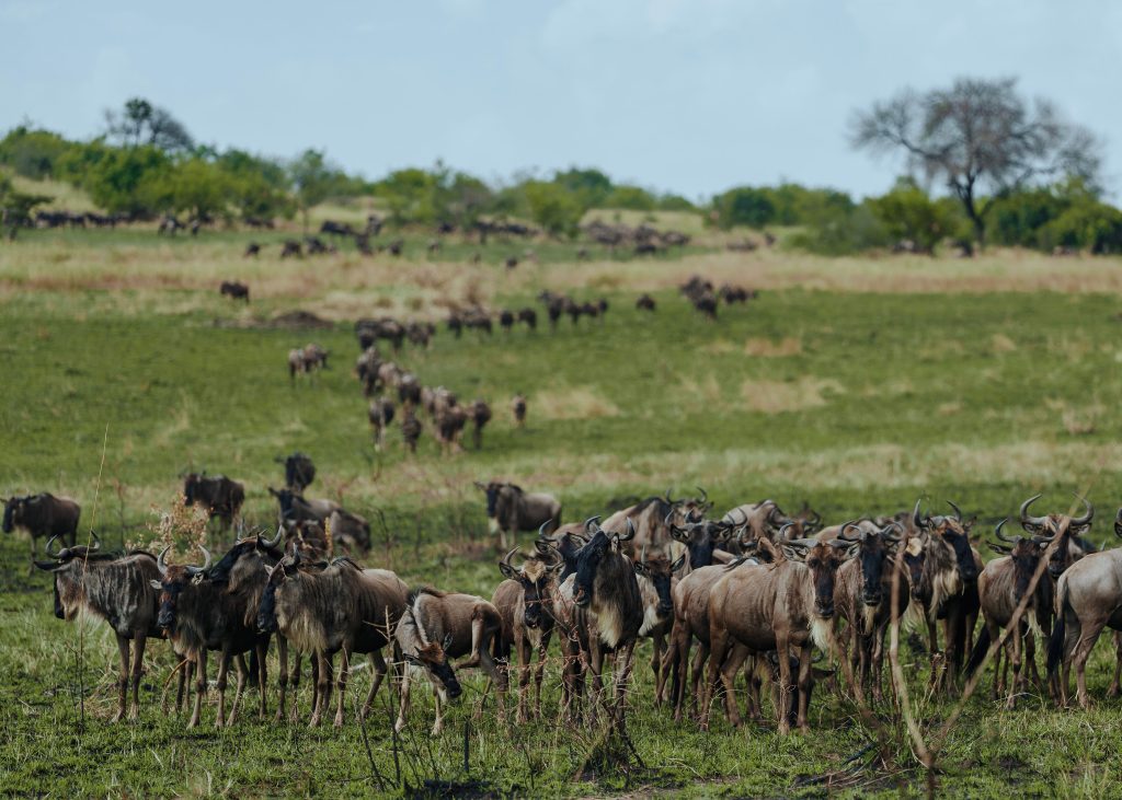 A vast herd of wildebeests scattered across a wide green grassy plain, with a dense group in the foreground and a long line of animals trailing up a rolling hill into the background under an overcast sky.