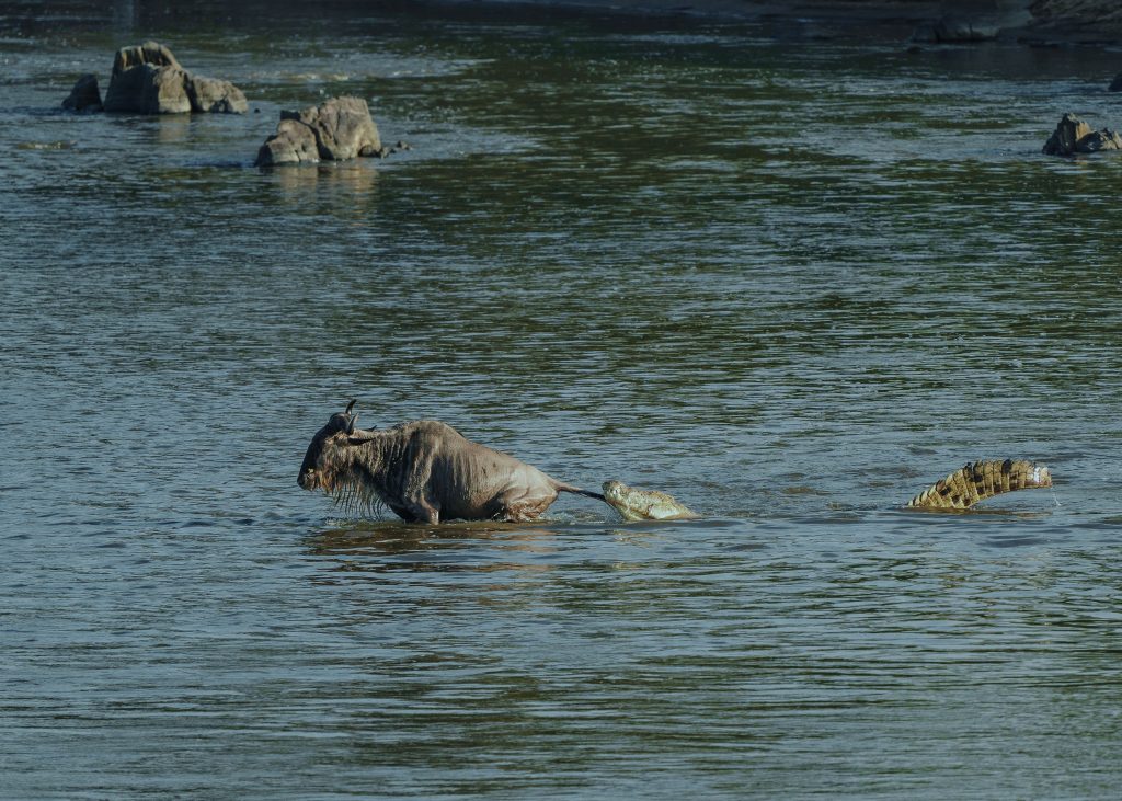 the wildebeest crossing the mara river 