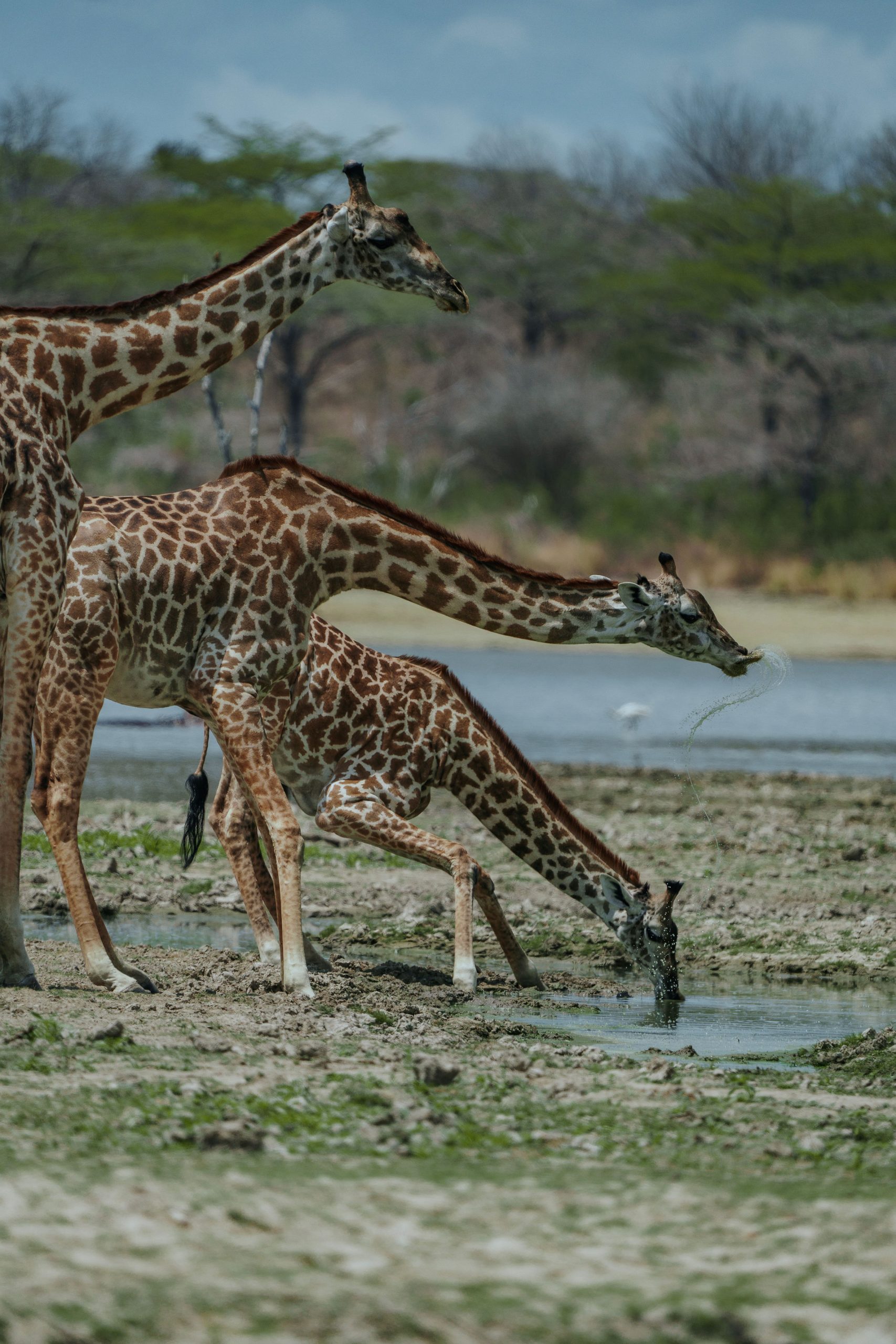 Three Masai giraffes cluster at the edge of a watering hole, with one bending low with splayed front legs to drink while another lifts its head, spraying a stream of water from its mouth.