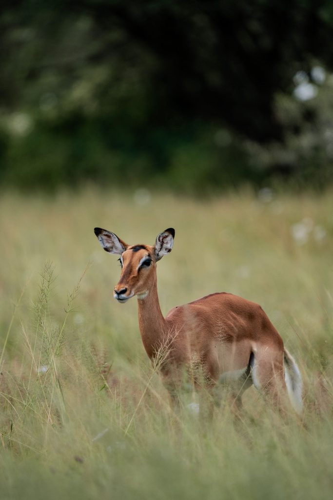 A small tan and brown impala stands alert in a field of tall green and yellowish grass, looking toward the side with dark trees blurred in the background.