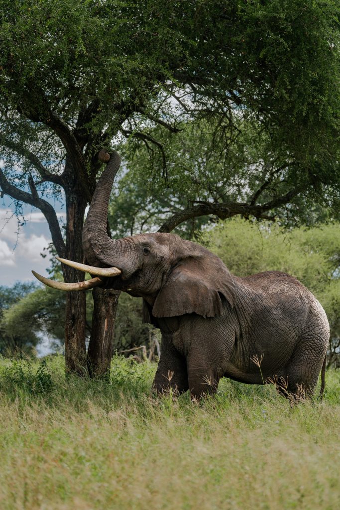 A large African elephant standing profile-view in tall savanna grass, extending its long trunk straight upward into the green canopy of a large tree.