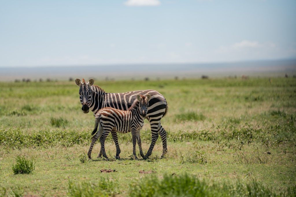 A mother zebra standing alongside her small, young zebra foal in the middle of a wide, sunlit green grassy field under a bright blue sky.