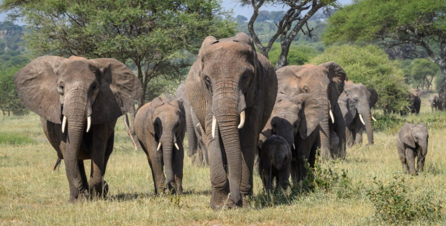 A large family herd of African elephants, including adult females and small calves, walking forward together through a grassy field with trees in the background.