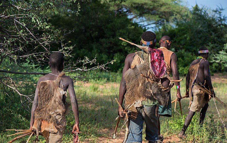 A rear view of four Hadzabe hunters walking away along a grassy trail into a dense green forest, carrying bows, arrows, and freshly caught game over their shoulders.