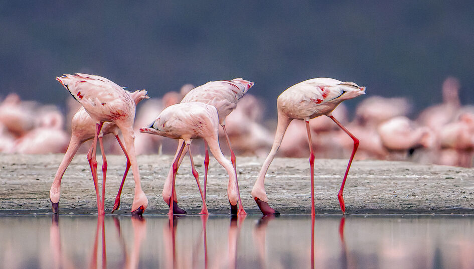 A close-up, densely packed flock of Lesser Flamingos wading in shallow blue water, with several birds showing deep pink plumage, dark crimson bills, and active social behavior.