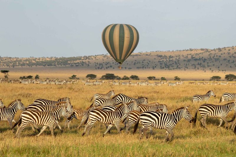 A large green and tan striped hot air balloon floats in the sky above a massive plain filled with herds of striped zebras standing in dry, yellow grass with rolling hills in the background.
