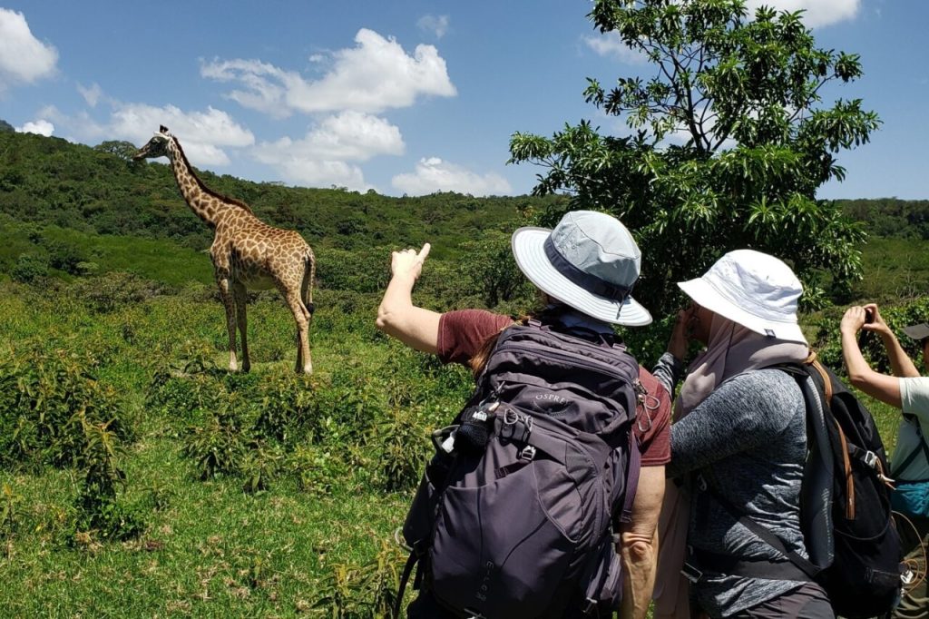 A group of tourists wearing sun hats and backpacks standing on a lush green hillside, with one person pointing toward a tall giraffe standing in the bush in arusha national park