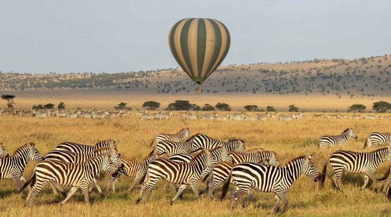 A high-angle view of a large herd of zebras running across a dry golden savanna plain, with a green-and-white striped hot air balloon floating low in the pale sky above.