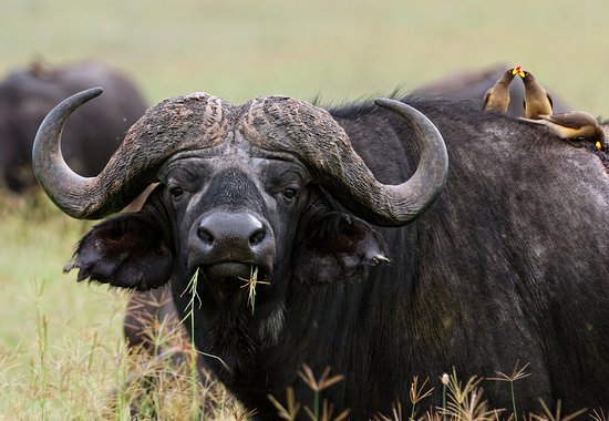 A close-up of a massive African buffalo chewing grass, showcasing its distinctive large curved horns, while several yellow-billed oxpecker birds rest on its dark, hairy back.