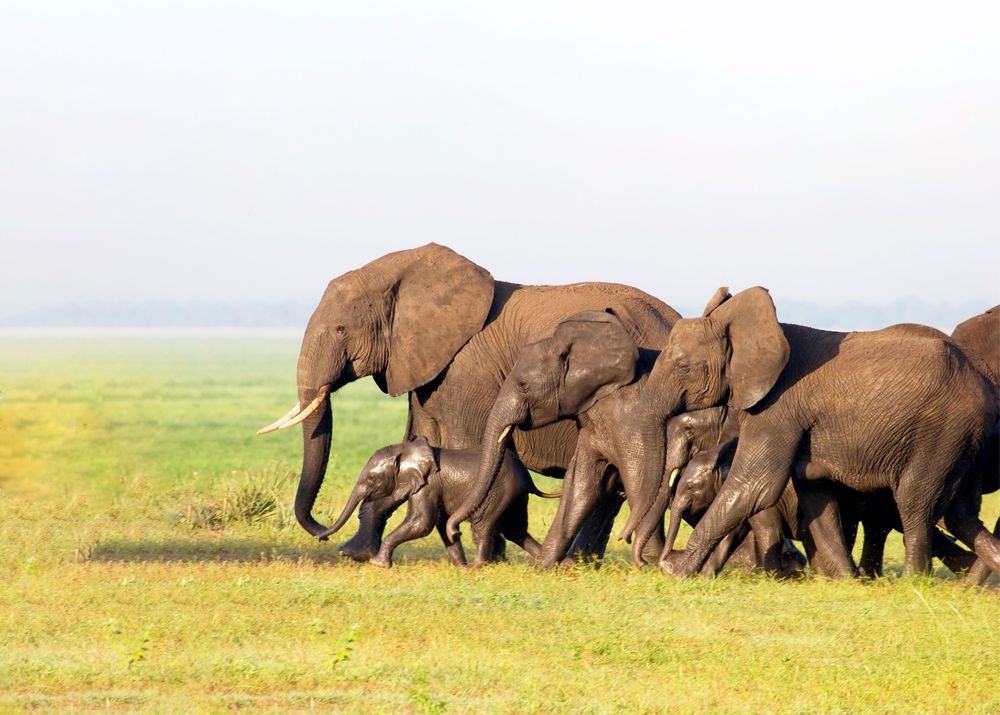 A tight herd of several large African bush elephants and small calves walking closely together across a bright green savanna field under a clear, bright sky.