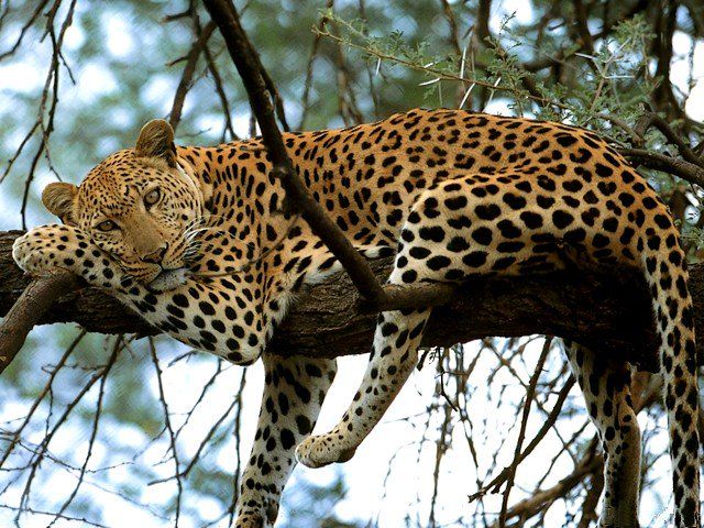A large African leopard resting comfortably along a thick, dark tree branch, looking directly forward with its head resting gently on its front paws amidst green acacia foliage.