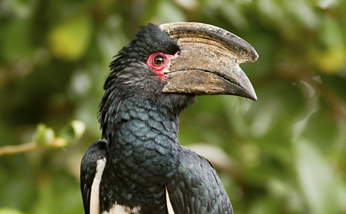 A close-up profile view of a trumpeter hornbill, showing its dark, glossy textured head and neck feathers, a bright red eye-ring, and a massive, curved brown casque sitting atop its bill