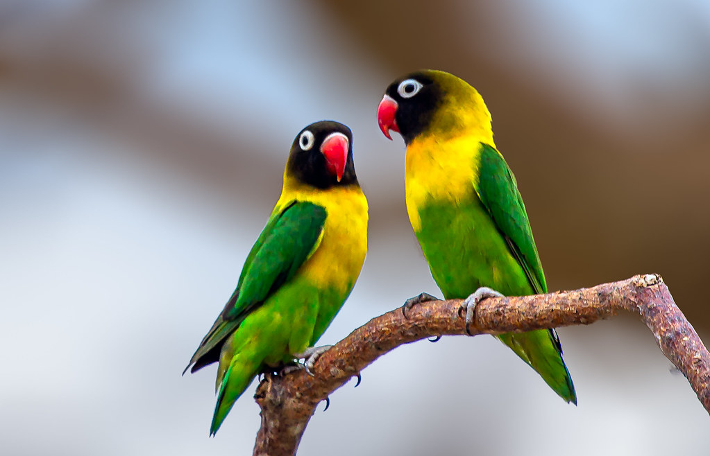 Bird Watching in Tanzania: The Ultimate Guide (Northern Circuit)
