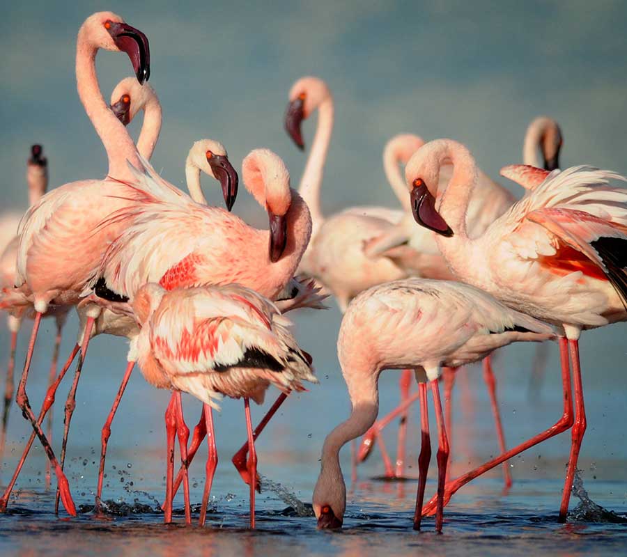 A close-up, densely packed flock of lesser flamingos wading in shallow blue water, with several birds preening their pink feathers and one dipping its dark bill down to feed